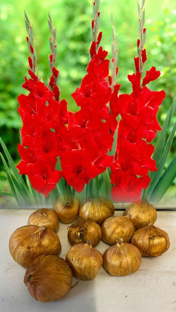 “TRADERHORN” GLADIOLI LARGE FLOWERED