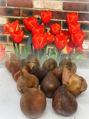 “WORLD’S FAVOURITE” DARWIN HYBRID TULIPS