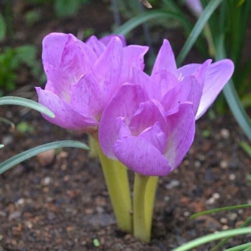 1 COLCHICUM BORNMUELLERI NAKED LADIES BULBS AUTUMN FLOWER NO SOIL 