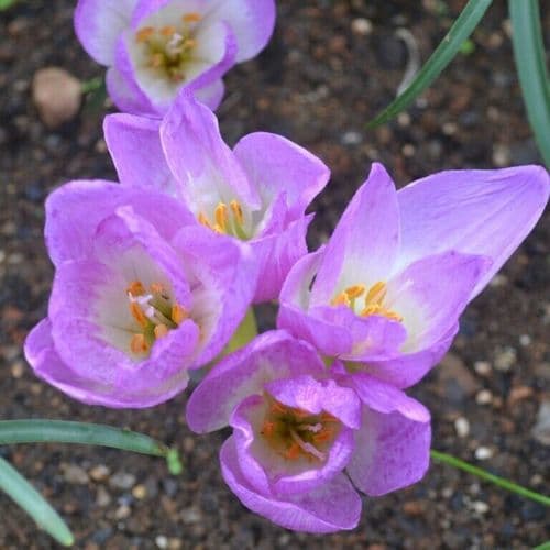 1 COLCHICUM BORNMUELLERI NAKED LADIES BULBS AUTUMN FLOWER NO SOIL 