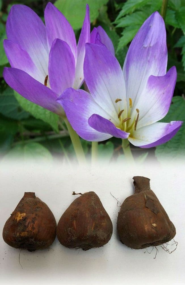1 COLCHICUM BORNMUELLERI (NAKED LADIES)BULBS AUTUMN FLOWER NO SOIL NEEDED PERENNIAL