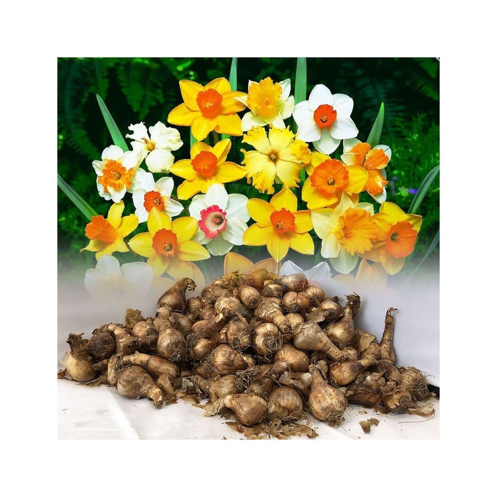 10 kg MIXED DAFFODIL & NARCISSI