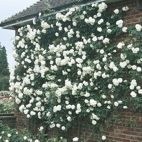 2 LITRE POTTED CLIMBING ROSE ICEBERG
