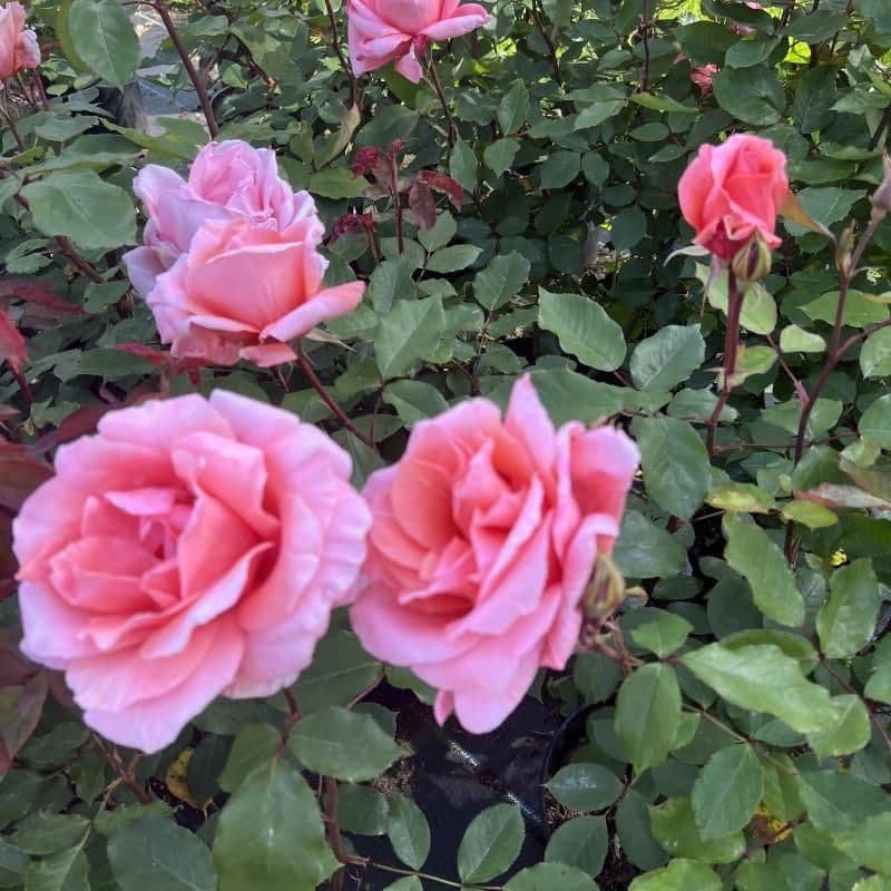 2 LITRE POTTED HYBRID TEA ROSE BLESSING