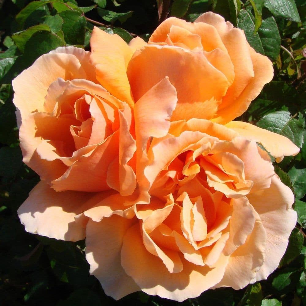 2 LITRE POTTED HYBRID TEA ROSE JUST JOEY