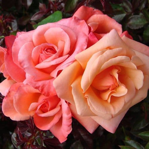 2 LITRE POTTED HYBRID TEA ROSE SILVER JUBILEE