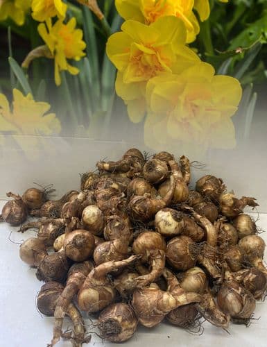 20 kg ASCOT DOUBLE NARCISSI