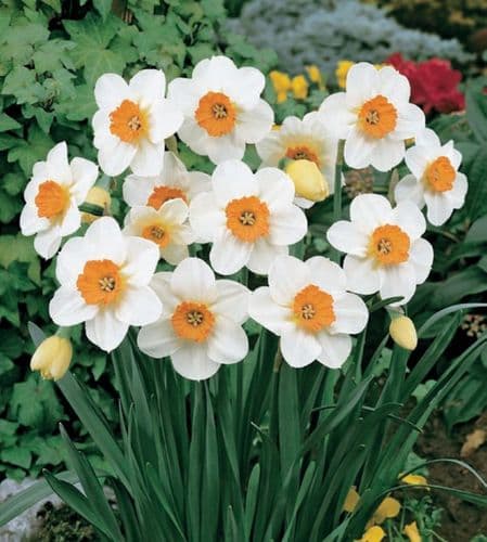 20 kg BARRETT BROWNING SMALL-CUPPED DAFFODIL