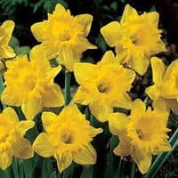 20 kg CARLTON LARGE CUPPED DAFFODIL
