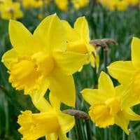 20 kg CARLTON LARGE CUPPED DAFFODIL