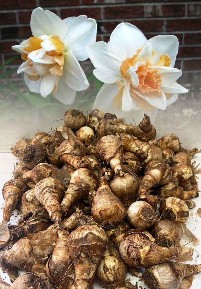 20 kg DELNASHAUGH DOUBLE NARCISSI