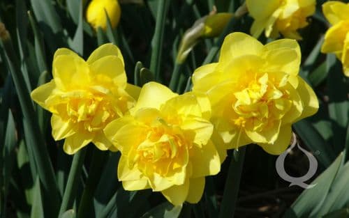 20 kg DICK WILDEN DOUBLE NARCISSI