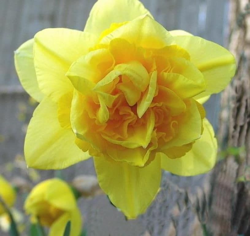 20 kg DOUBLE FORTUNE DOUBLE NARCISSI