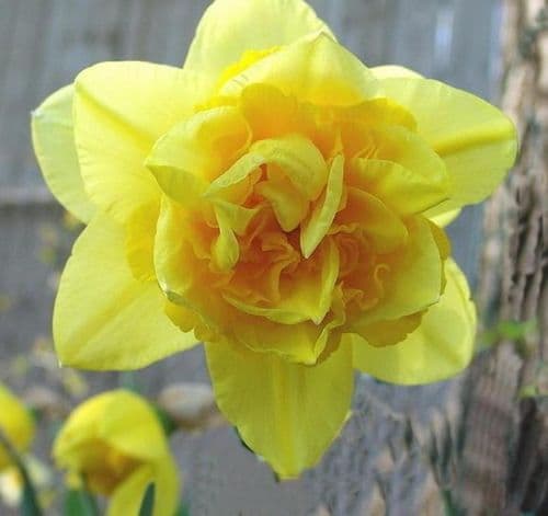 20 kg DOUBLE FORTUNE DOUBLE NARCISSI