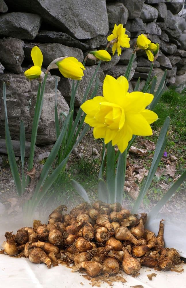 20 kg GOLDEN DUCAT DOUBLE NARCISSI