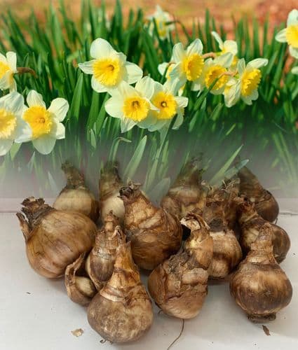 20 kg ICE FOLLIES LARGE CUPPED DAFFODIL