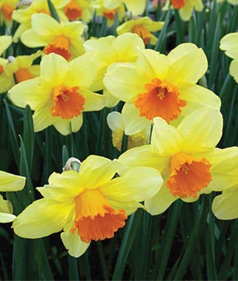 20 kg JUANITA LARGE CUPPED DAFFODIL