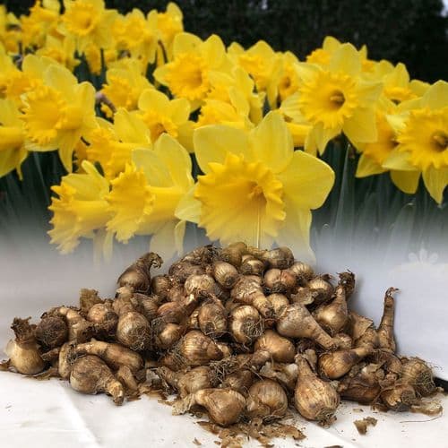 20 kg KING ALFRED YELLOW TRUMPET DAFFODIL