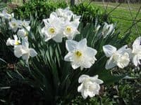 20 kg MOUNT HOOD WHITE TRUMPET DAFFODIL