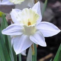 20 kg MOUNT HOOD WHITE TRUMPET DAFFODIL