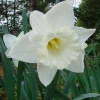 20 kg MOUNT HOOD WHITE TRUMPET DAFFODIL