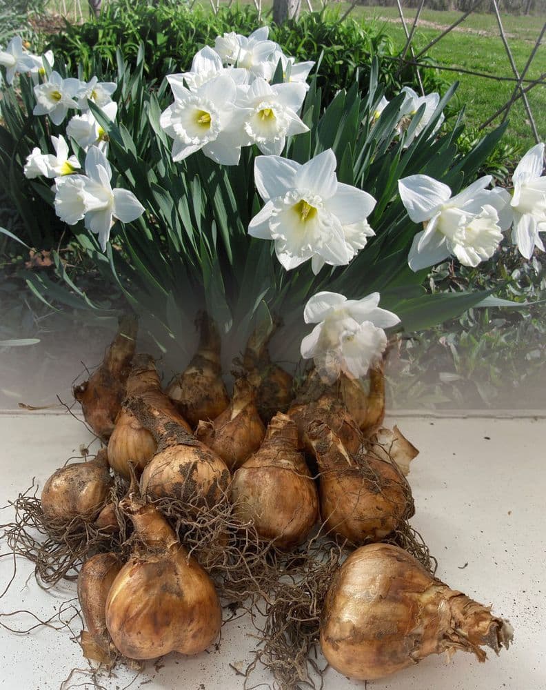 20 kg MOUNT HOOD WHITE TRUMPET DAFFODIL