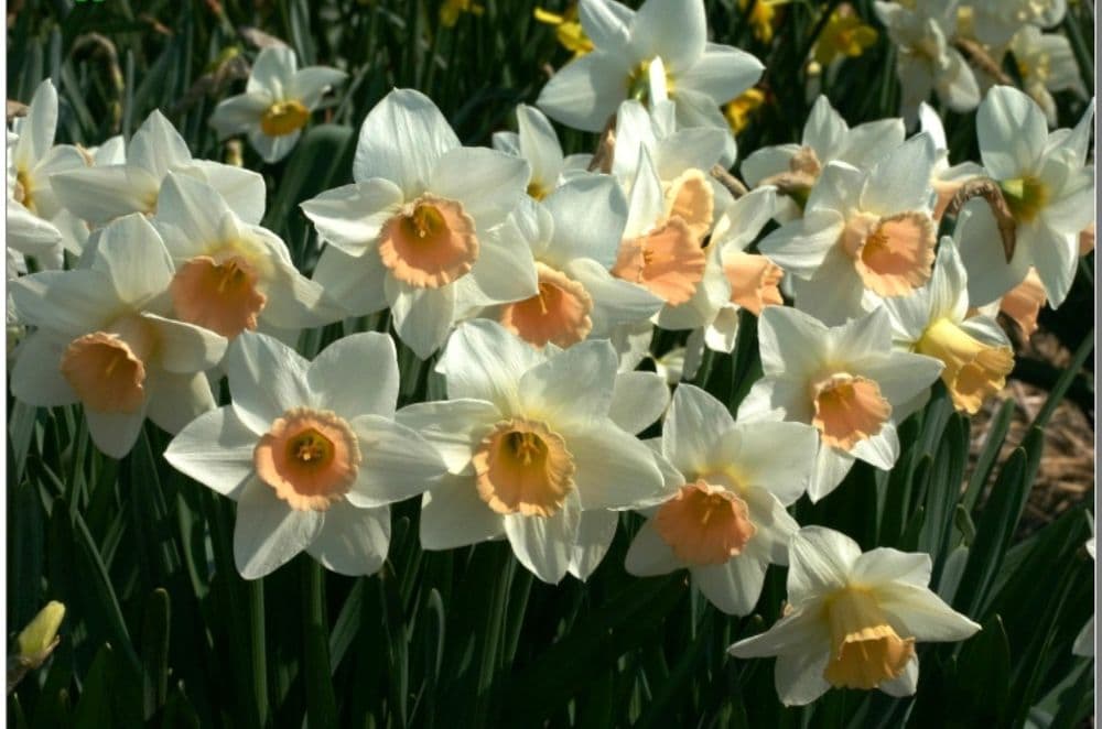 20 kg PASSIONALE LARGE CUPPED (WHITE)DAFFODIL