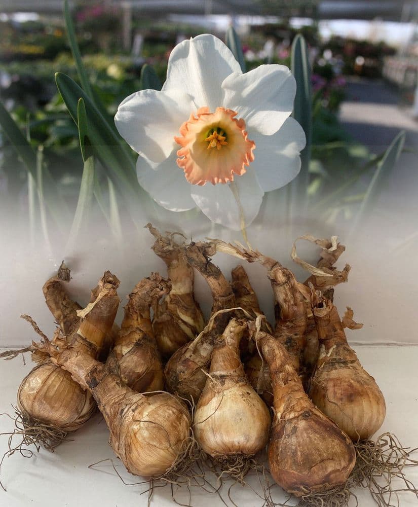 20 kg PINK PRIDE LARGE-CUPPED NARCISSI