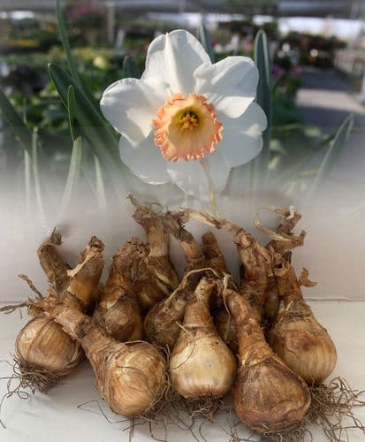 20 kg PINK PRIDE LARGE-CUPPED NARCISSI