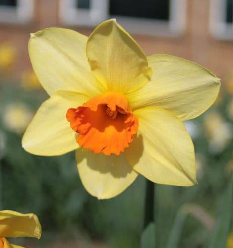 20 kg PIPE MAJOR LARGE CUPPED DAFFODIL