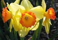 20 kg RED DEVON LARGE CUPPED DAFFODIL