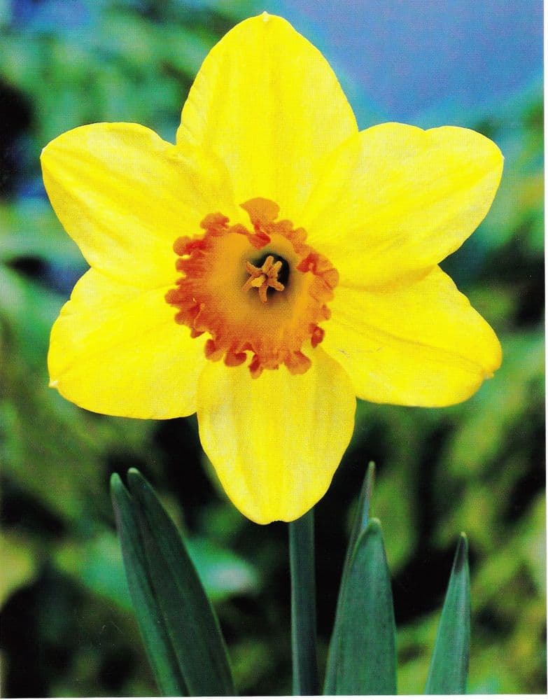 20 kg RED DEVON LARGE CUPPED DAFFODIL