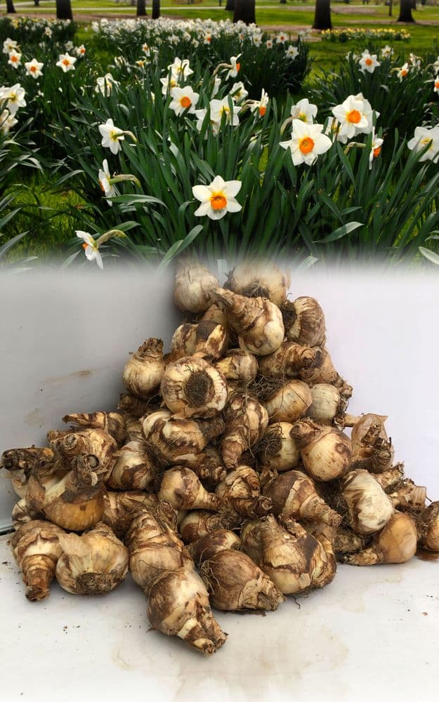 20 kg REDHILL SMALL-CUPPED DAFFODIL