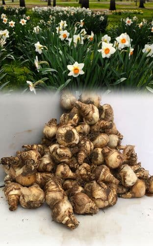 20 kg REDHILL SMALL-CUPPED DAFFODIL