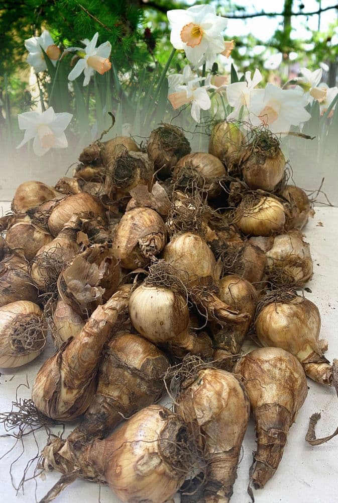 20 kg SALOME LARGE CUPPED DAFFODIL