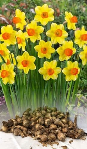 20 kg SEALING WAX SMALL-CUPPED DAFFODIL