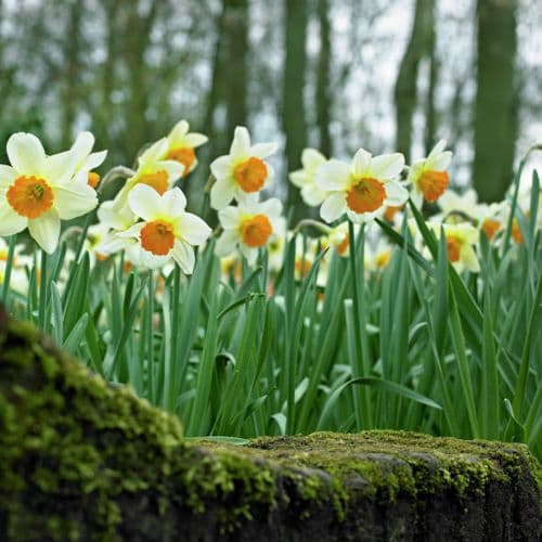 20 kg SEMPRE AVANTI LARGE CUPPED DAFFODIL