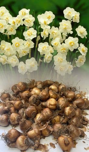 20 kg WHITE CHEERFULNESS DOUBLE DAFFODIL