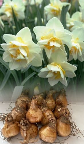 20 kg WHITE LION DOUBLE NARCISSI