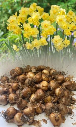 20 kg YELLOW CHEERFULNESS DOUBLE DAFFODIL