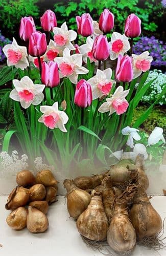 20 SINGLE PINK DAFFODILS/ PINK TULIPS Mix