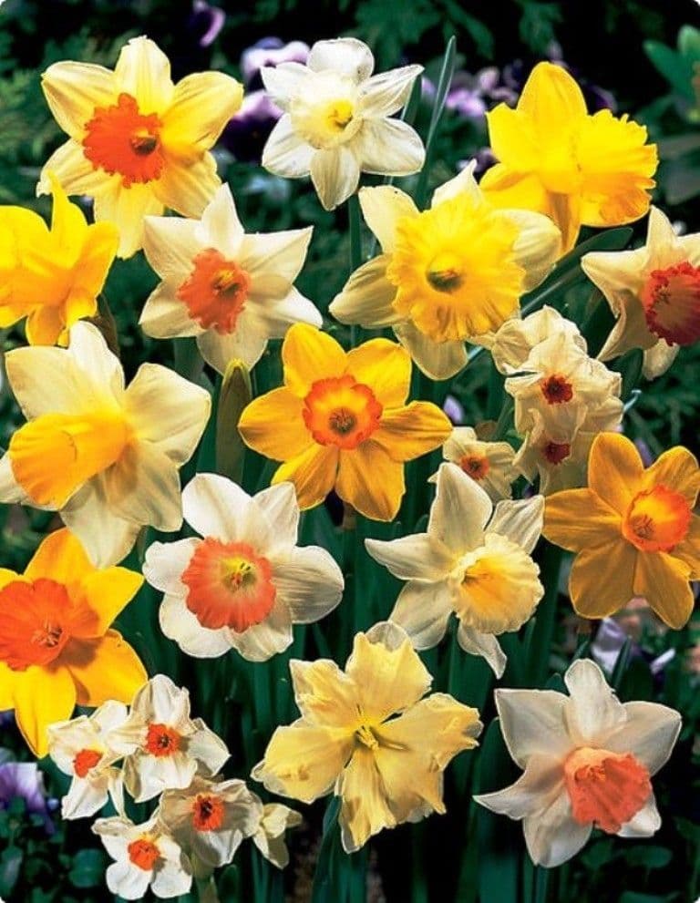 25 Mixed Daffodil Bulbs, British Grown