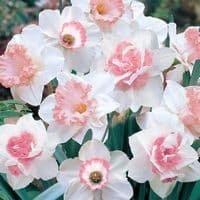 2kg MIXED SINGLE DAFFODILS PINKISH/PEACH DAFFODILS