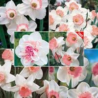 2kg MIXED SINGLE DAFFODILS PINKISH/PEACH DAFFODILS