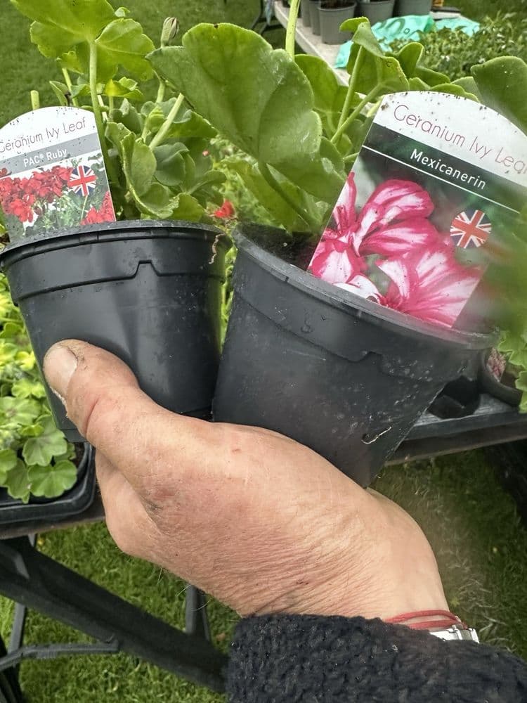4 Mixed Trailing Geraniums 10 cm pots
