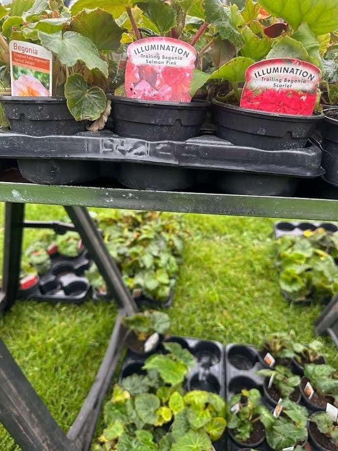 4 potted 9cm pots mixed non-stop begonia upright and trailing