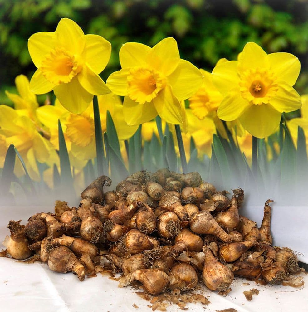 50 - 100 CARLTON LARGE CUPPED DAFFODIL