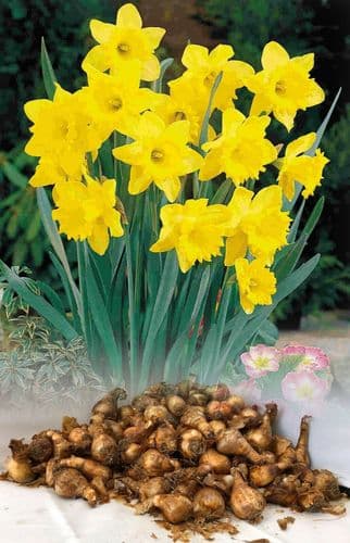 500g-50kg DUTCH MASTER TRUMPET DAFFODIL BULBS YELLOW GARDEN SPRING PERENNIAL