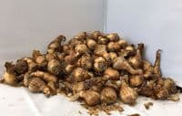 500g-50kg KING ALFRED TRUMPET DAFFODIL BULBS VIVID YELLOW GARDEN SPRING PERENNIAL