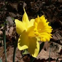 500g-50kg KING ALFRED TRUMPET DAFFODIL BULBS VIVID YELLOW GARDEN SPRING PERENNIAL